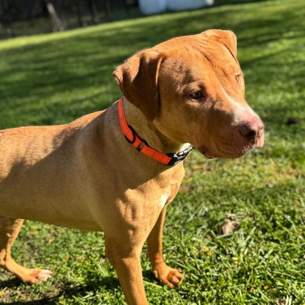 Captain Jack, a Adoptable Pit Bull Terrier in Winthrop Harbor, IL image 3/6