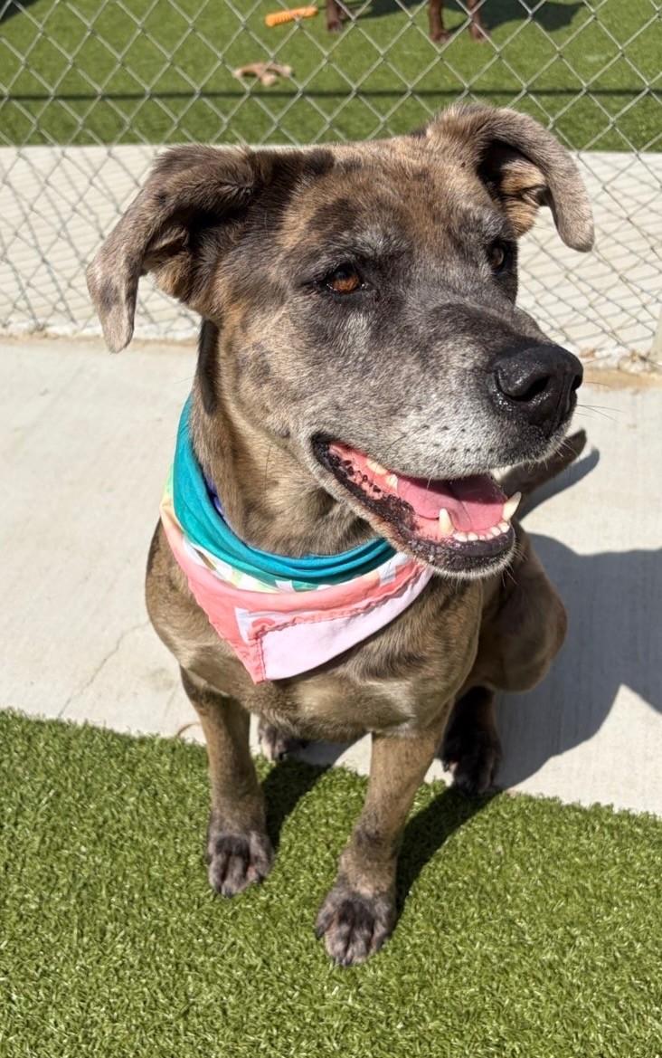 Enlarge Scrunchie, a ADOPTABLE Catahoula Leopard Dog in Fayetteville, AR image 5/6