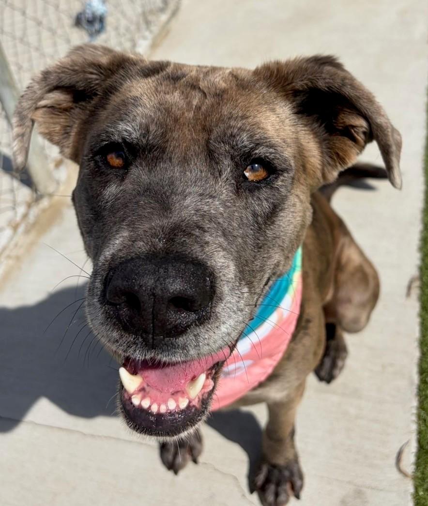 Enlarge Scrunchie, a ADOPTABLE Catahoula Leopard Dog in Fayetteville, AR image 3/6