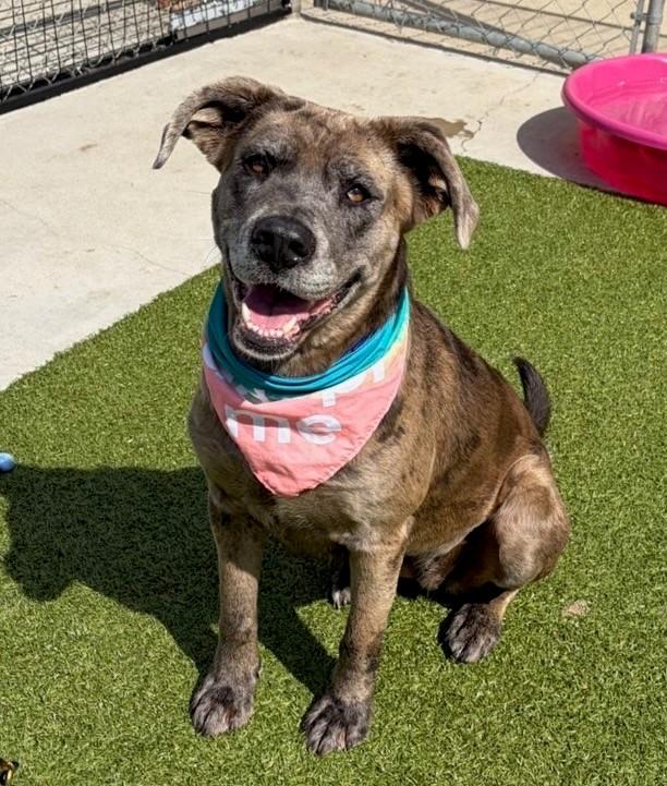 Scrunchie, ADOPTABLE, Adult Female Catahoula Leopard Dog.