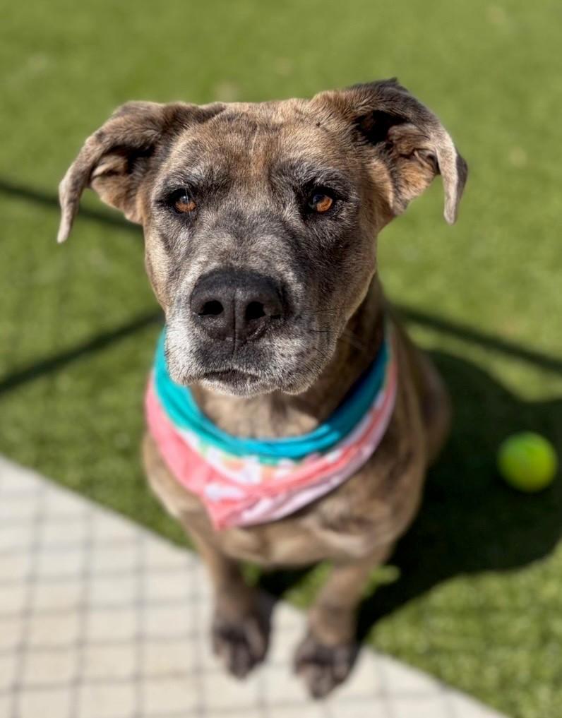 Enlarge Scrunchie, a ADOPTABLE Catahoula Leopard Dog in Fayetteville, AR image 4/6