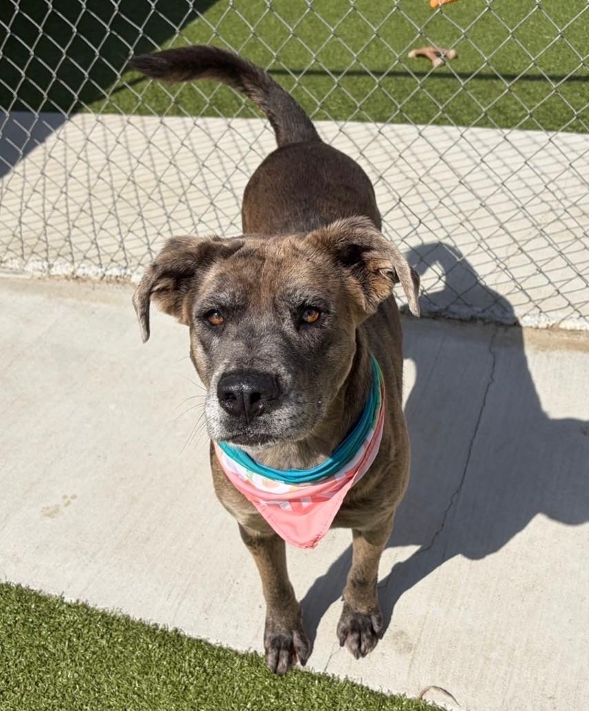 Enlarge Scrunchie, a ADOPTABLE Catahoula Leopard Dog in Fayetteville, AR image 6/6