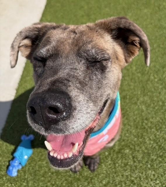 Enlarge Scrunchie, a ADOPTABLE Catahoula Leopard Dog in Fayetteville, AR image 2/6