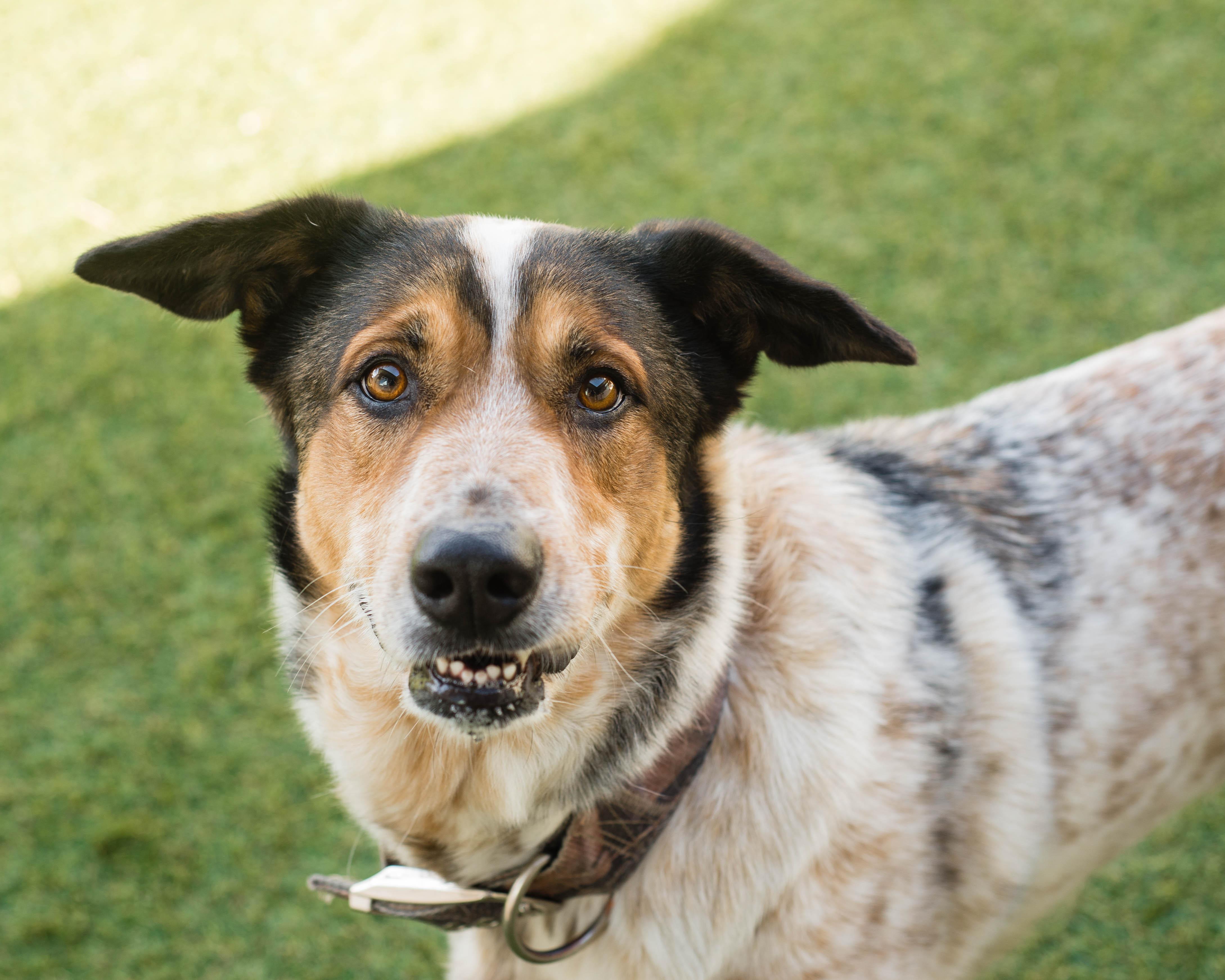 Enlarge Julie, a Adopted mixed breed in Mont Belvieu, TX image 3/3