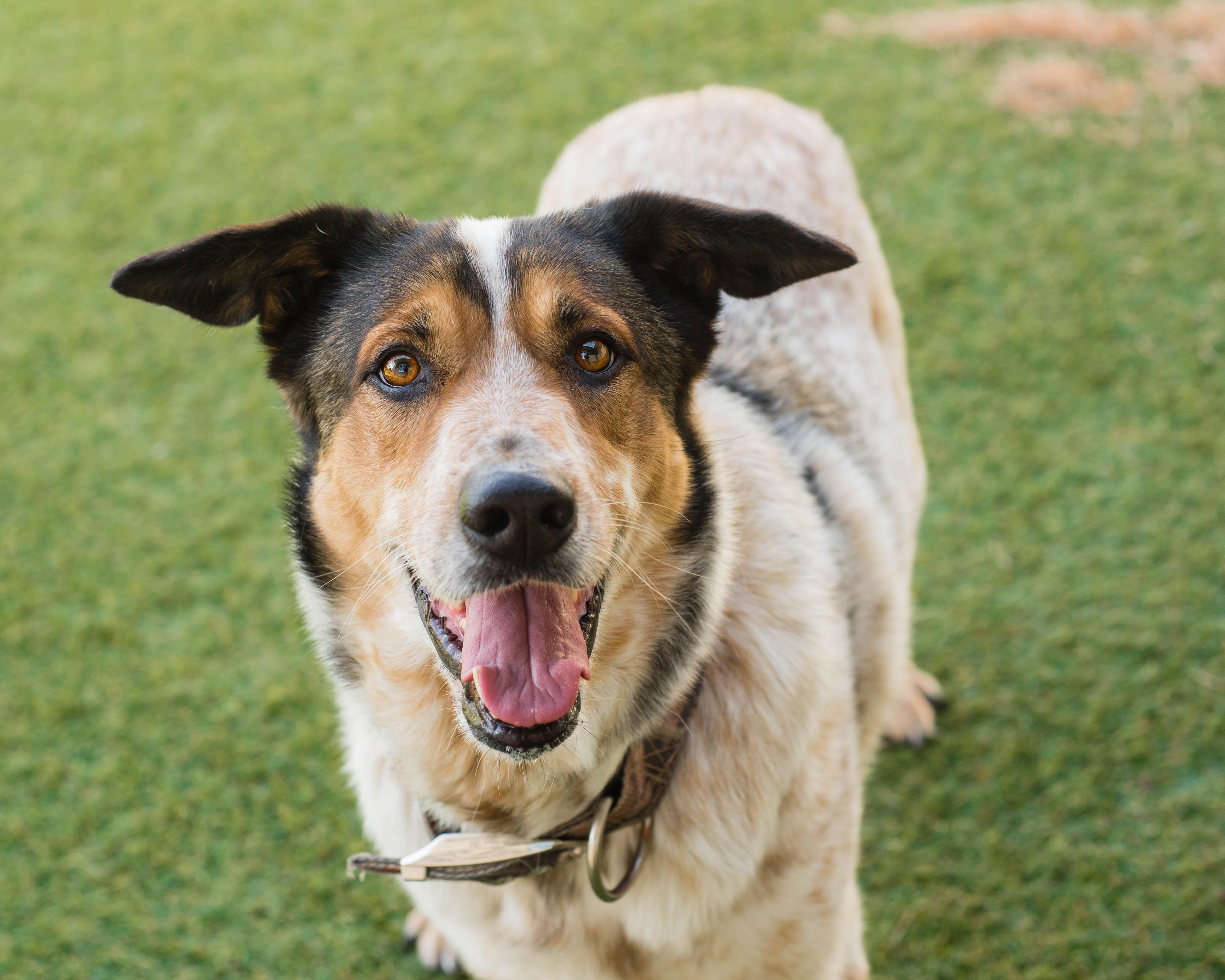 Enlarge Julie, a Adopted mixed breed in Mont Belvieu, TX image 2/3