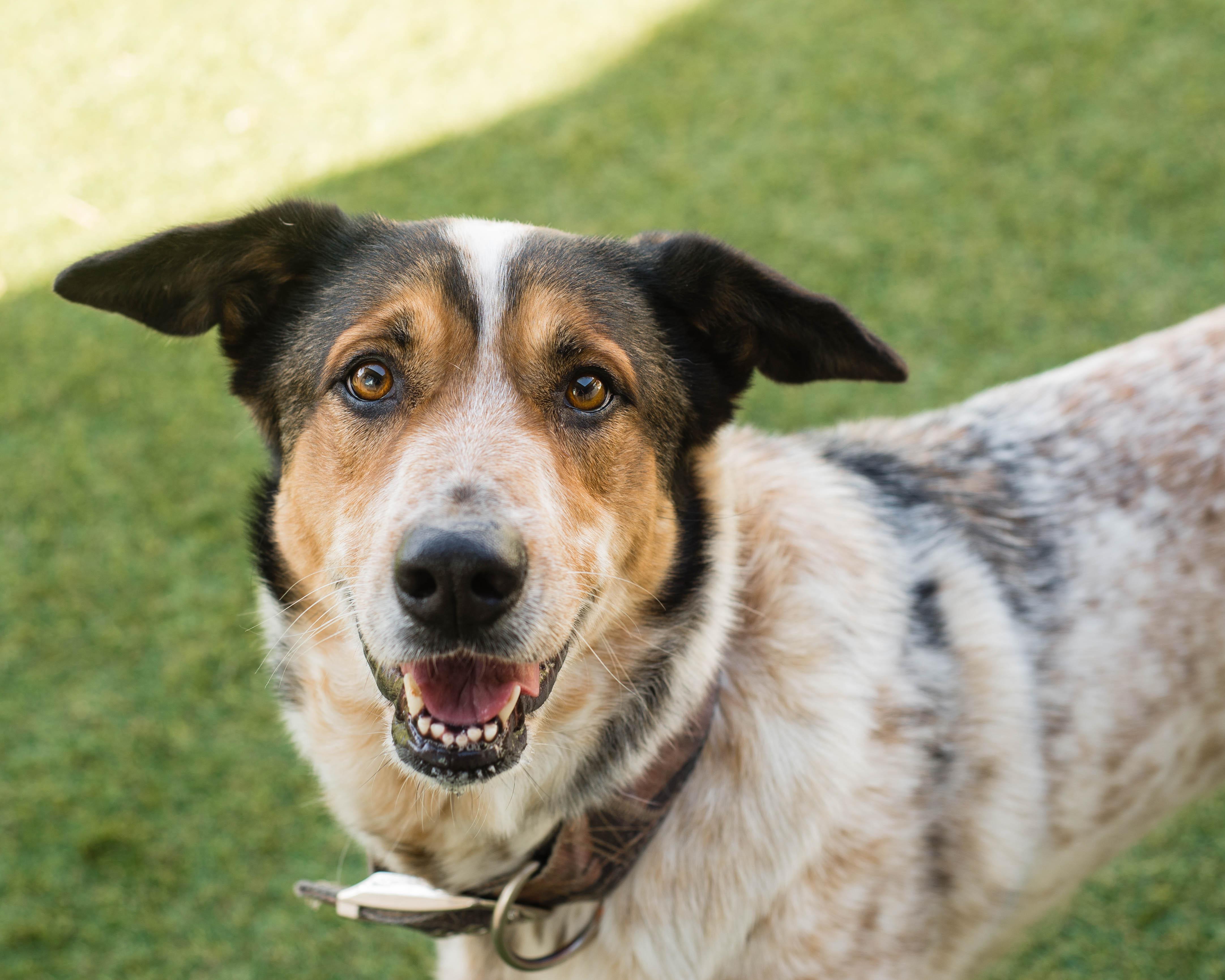 Enlarge Julie, a Adopted mixed breed in Mont Belvieu, TX image 1/3