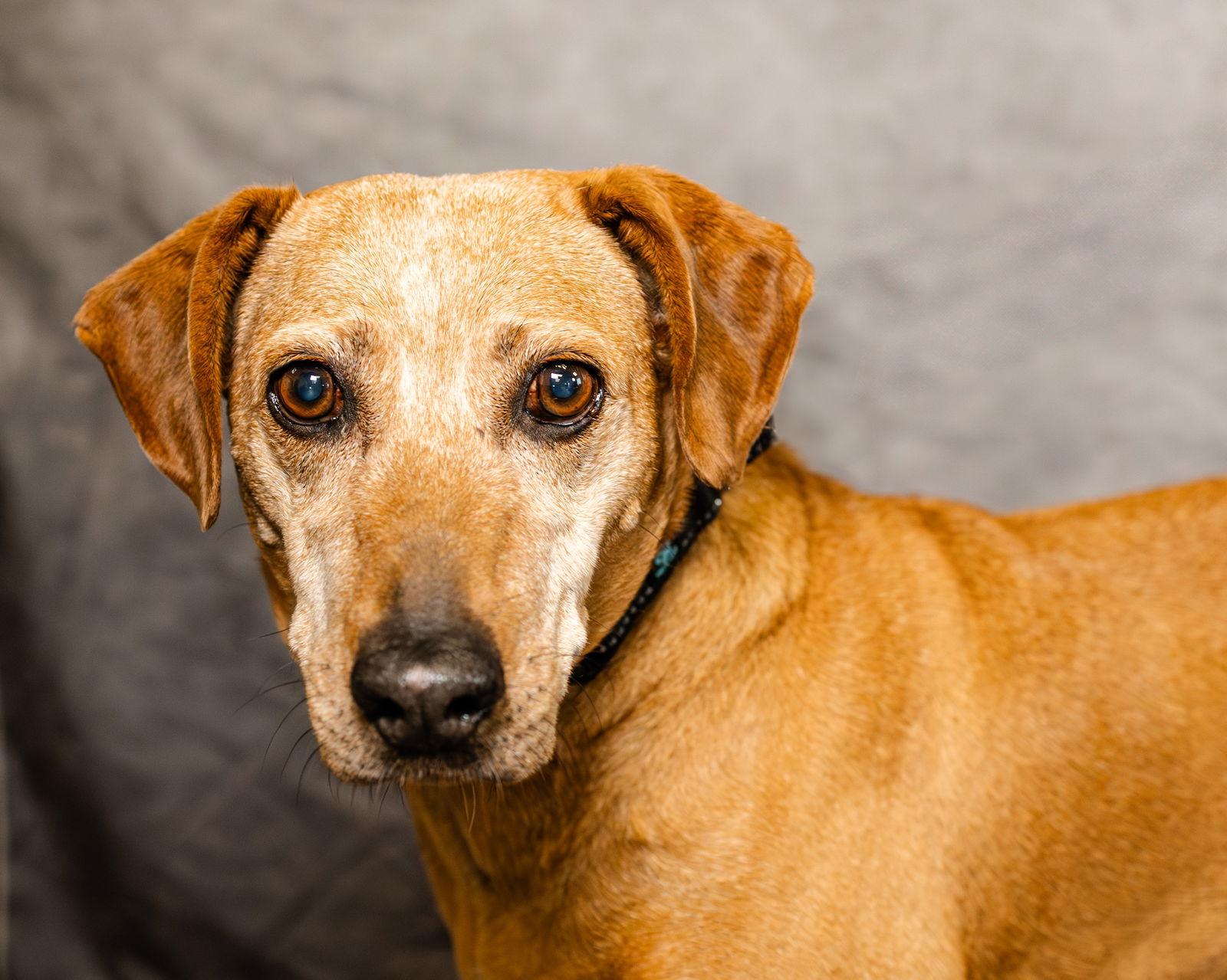 Enlarge Ruby, a Adoptable mixed breed in Clinton, OK image 1/3