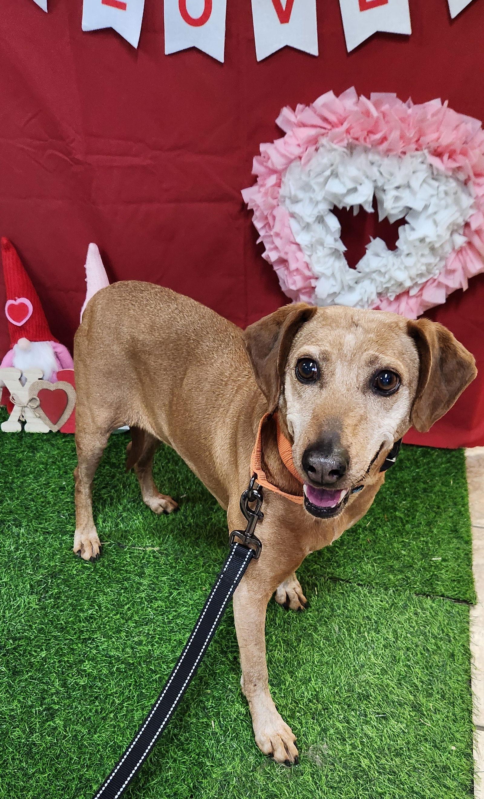 Enlarge Ruby, a Adoptable mixed breed in Clinton, OK image 2/3