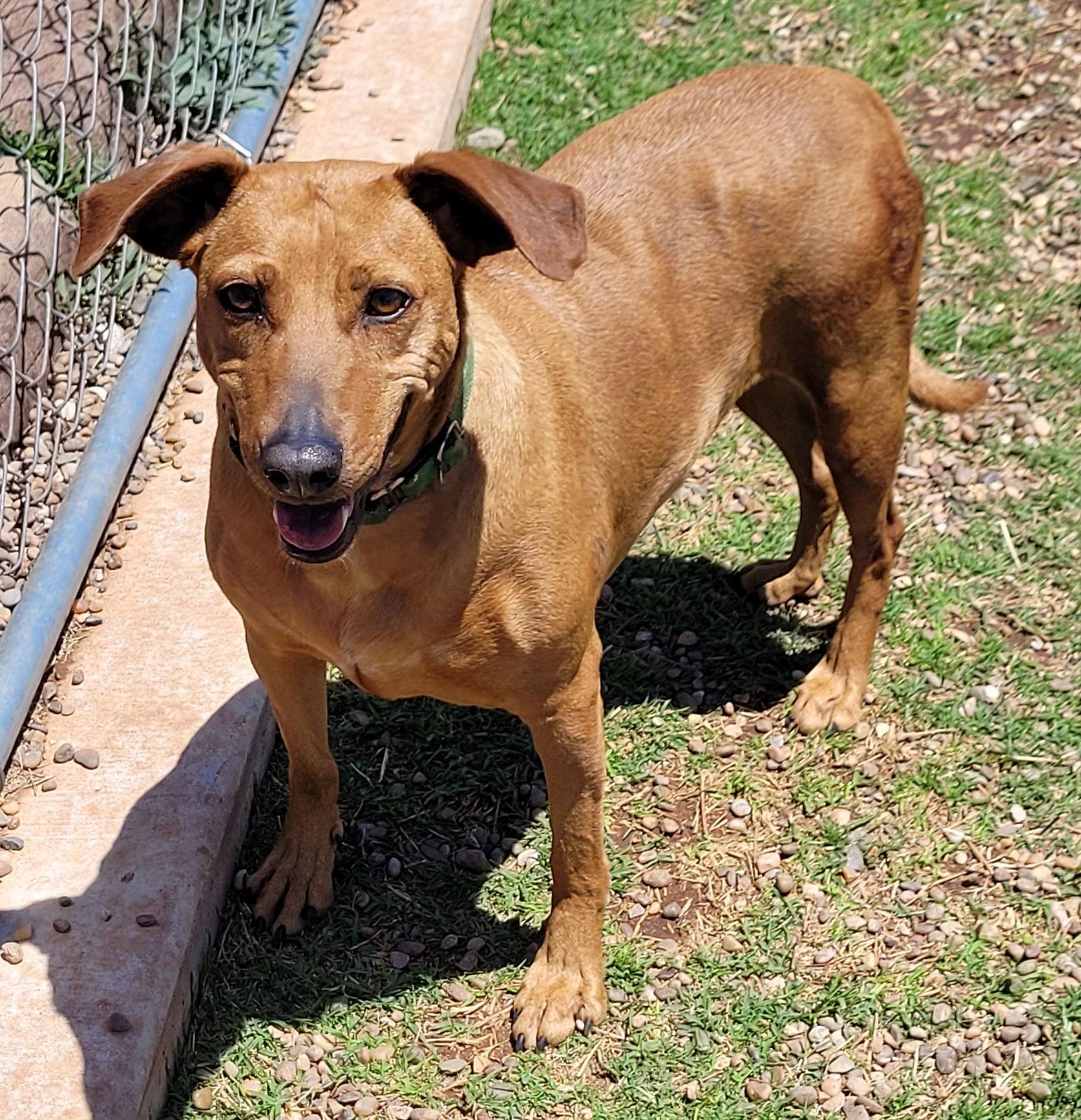 Enlarge Ruby, a Adoptable mixed breed in Clinton, OK image 3/3