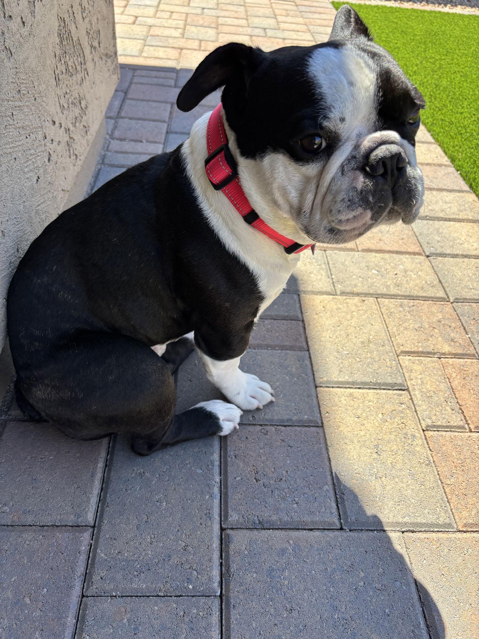 Enlarge Sampson, a Adopted Boston Terrier in Scottsdale, AZ image 1/3