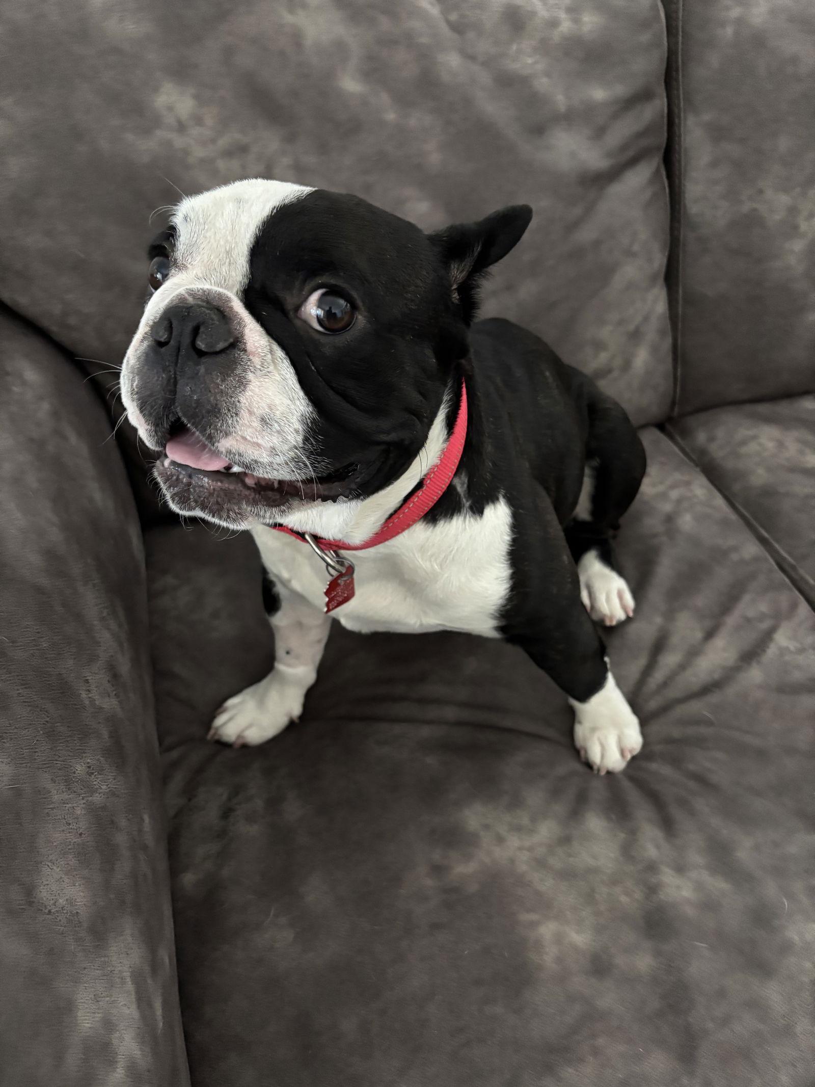 Enlarge Sampson, a Adopted Boston Terrier in Scottsdale, AZ image 2/3