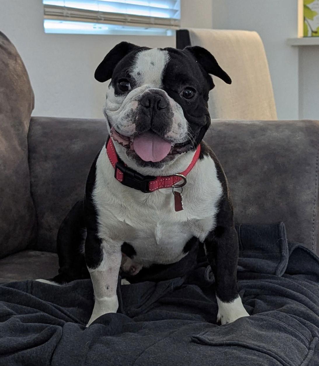 Enlarge Sampson, a Adopted Boston Terrier in Scottsdale, AZ image 3/3