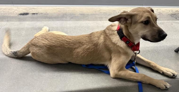 Enlarge Haley, a Adoptable mixed breed in Colorado Springs, CO image 4/5