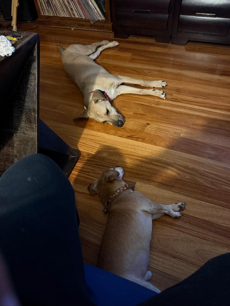 Enlarge Haley, a Adoptable mixed breed in Colorado Springs, CO image 1/5