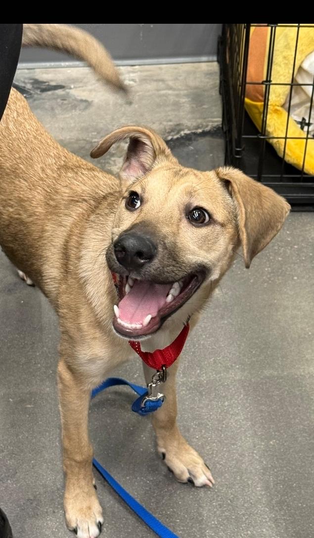 Enlarge Haley, a Adoptable mixed breed in Colorado Springs, CO image 2/5