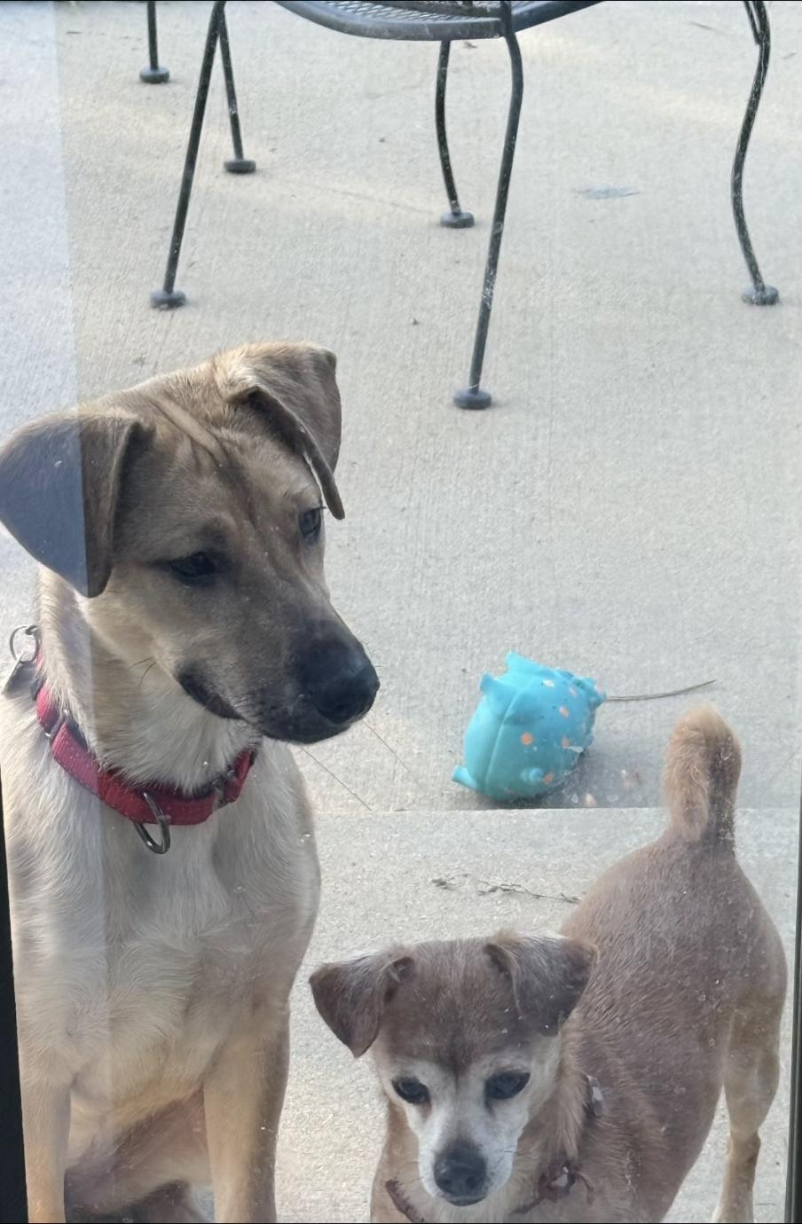 Enlarge Haley, a Adoptable mixed breed in Colorado Springs, CO image 3/5