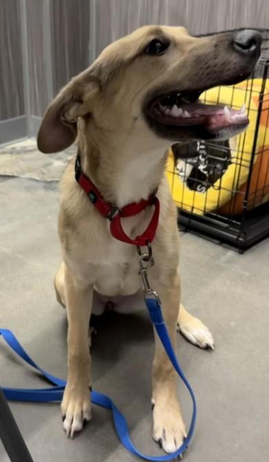 Enlarge Haley, a Adoptable mixed breed in Colorado Springs, CO image 5/5