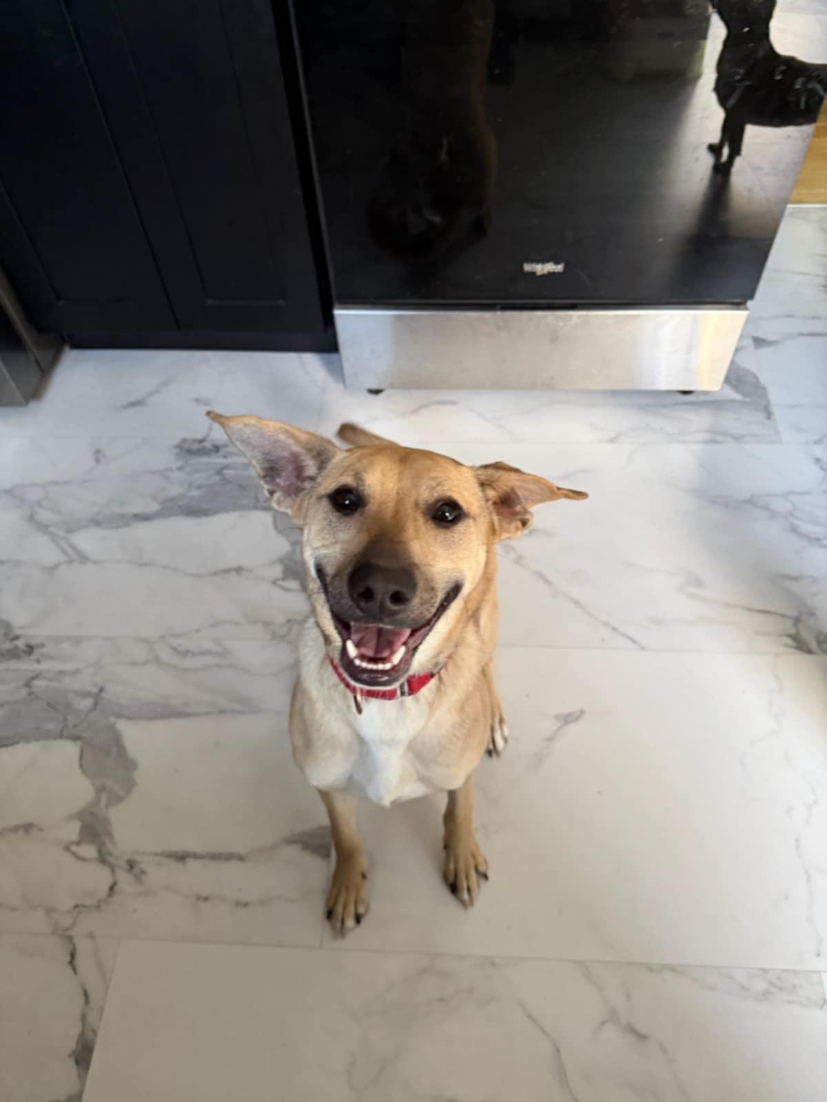 Enlarge Haley, a Adoptable mixed breed in Colorado Springs, CO image 1/5