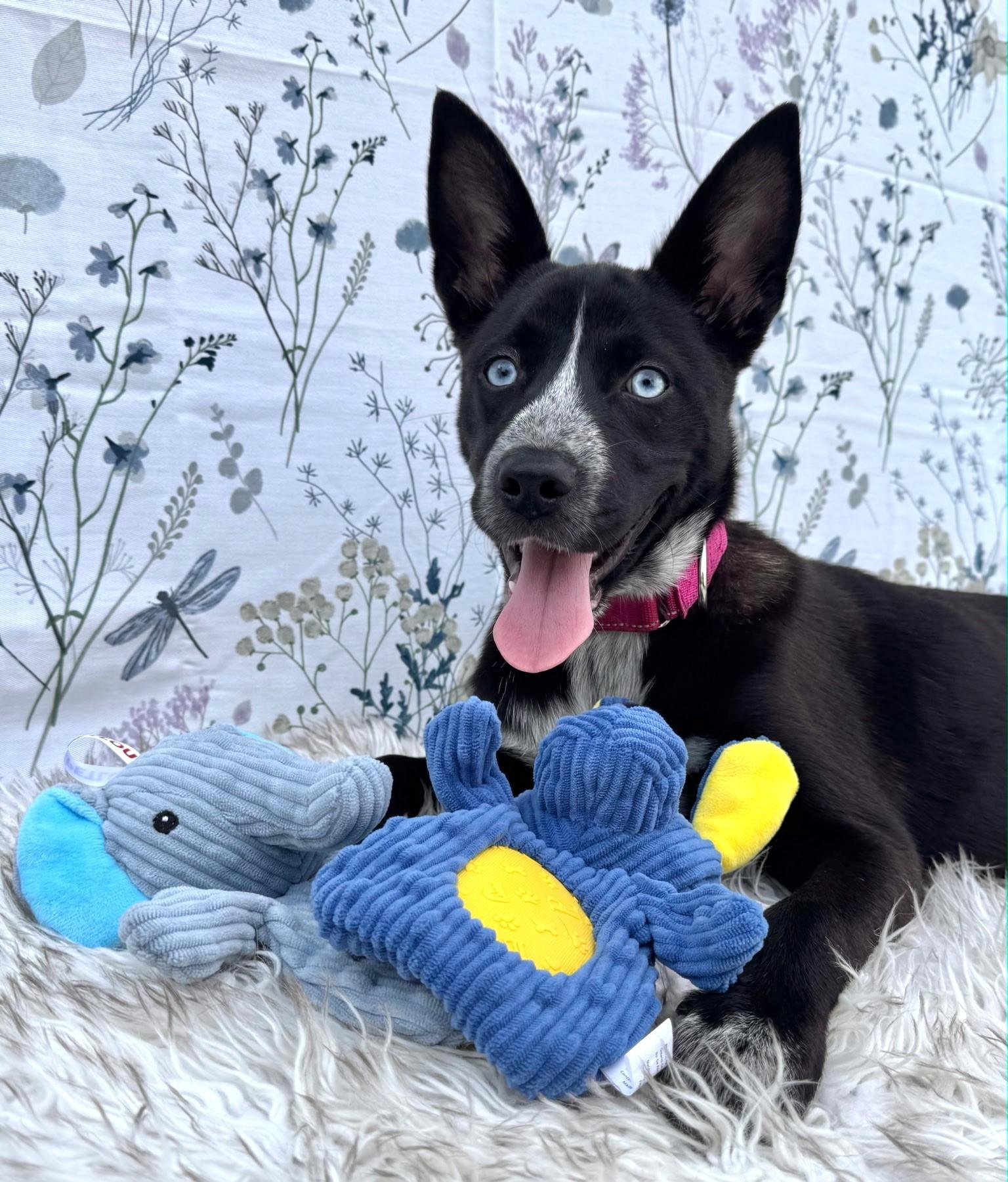 Blue, an adopted mixed breed in Southport, CT image 4/6