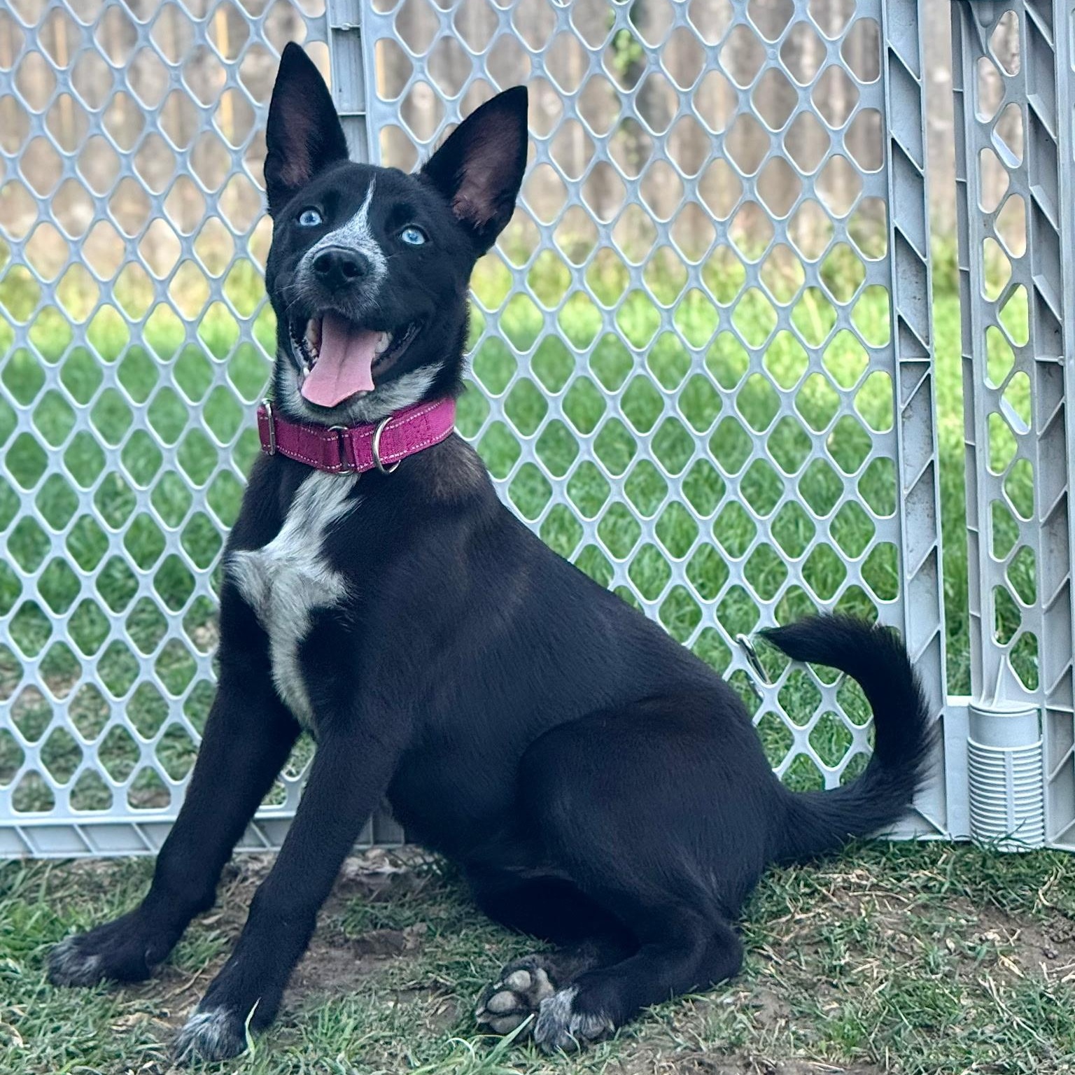 Blue, an adopted mixed breed in Southport, CT image 6/6
