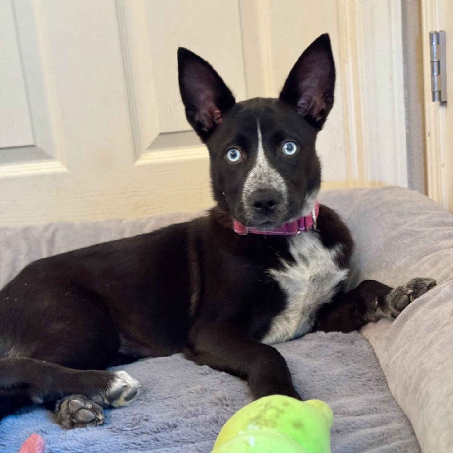 Blue, an adopted mixed breed in Southport, CT image 5/6