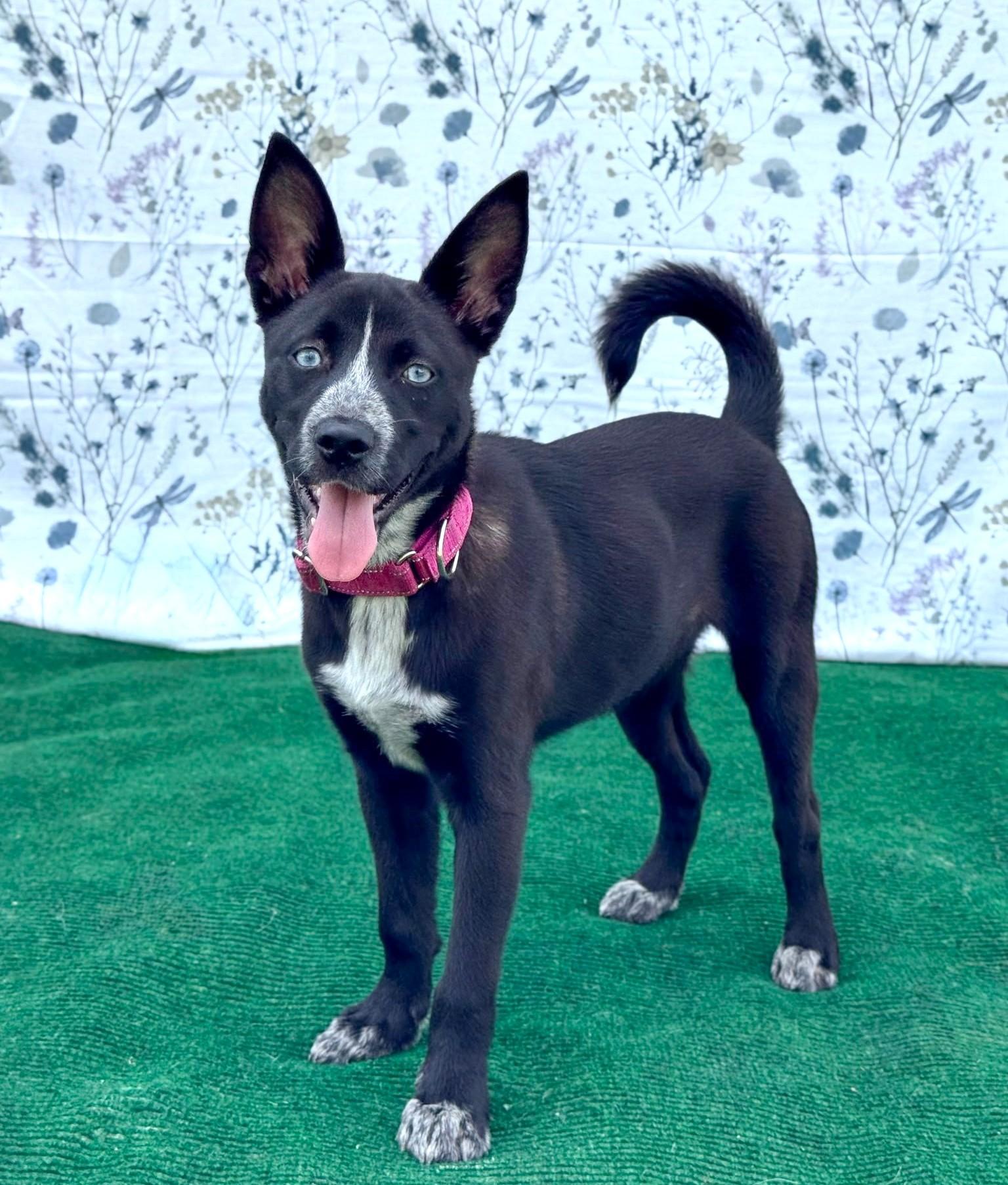 Blue, an adopted mixed breed in Southport, CT image 2/6
