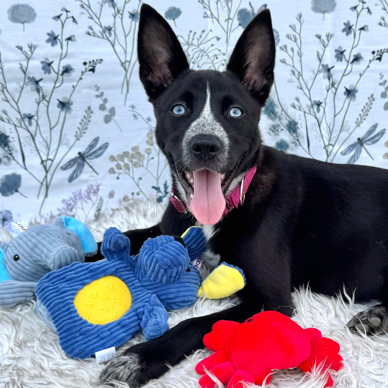 Blue, adopted, Puppy Female Siberian Husky & Australian Cattle Dog / Blue Heeler.