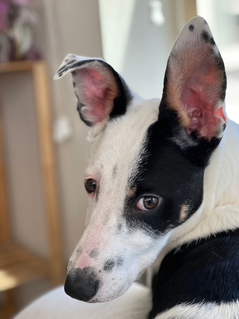 Lani, a Adoptable mixed breed in Broomfield, CO image 1/12