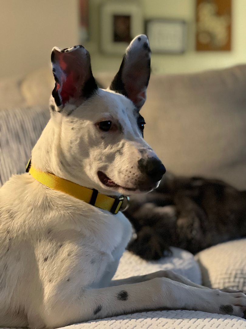 Lani, a Adoptable mixed breed in Broomfield, CO image 2/12