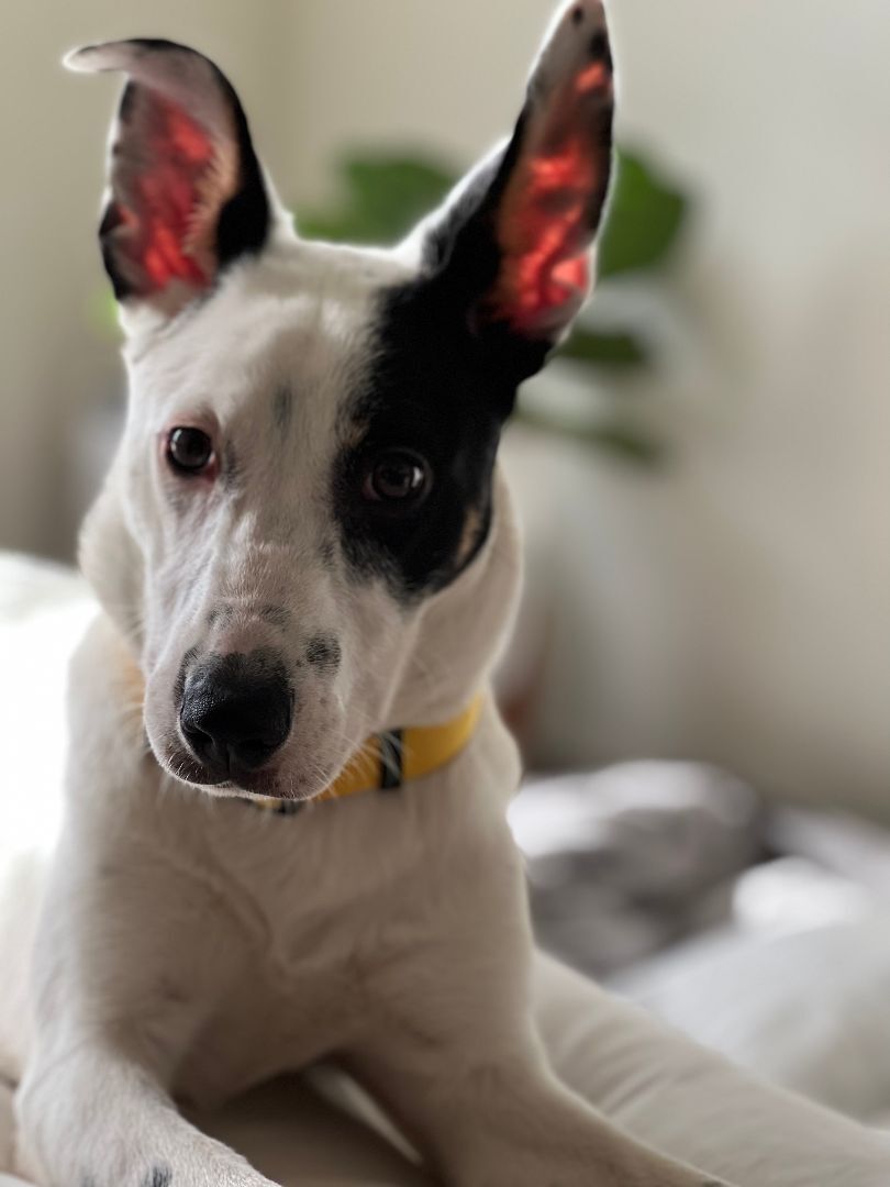 Lani, a Adoptable mixed breed in Broomfield, CO image 3/12