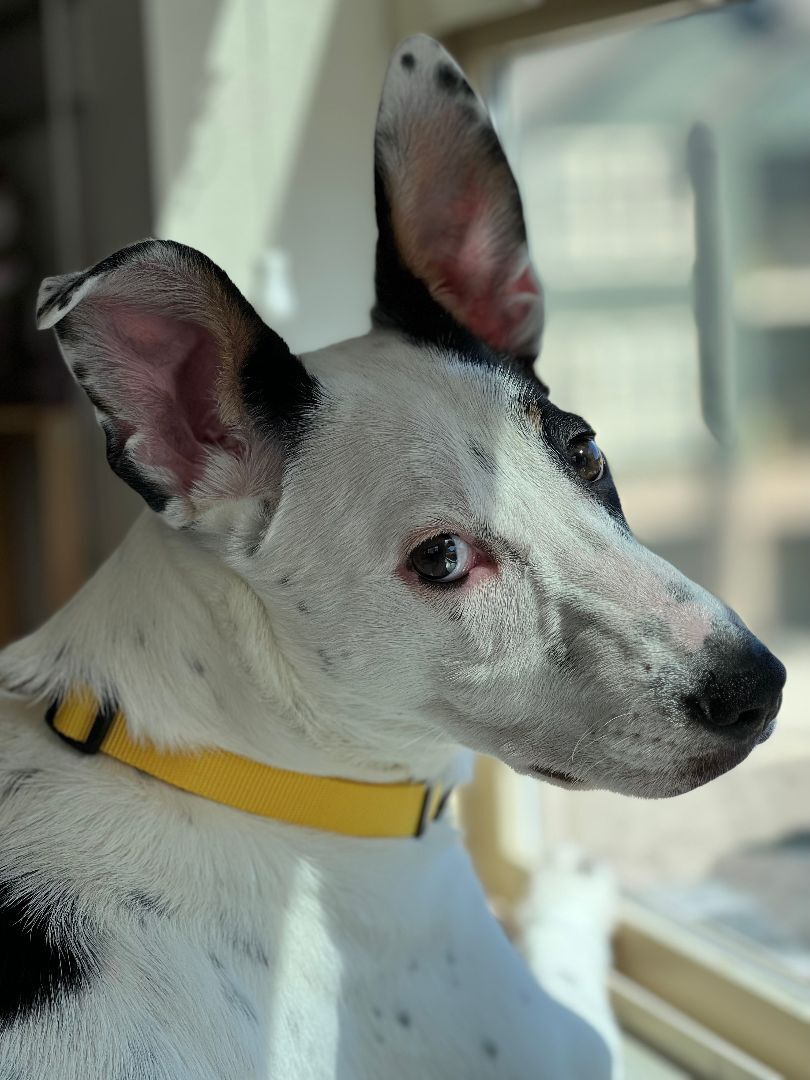 Lani, a Adoptable mixed breed in Broomfield, CO image 4/12