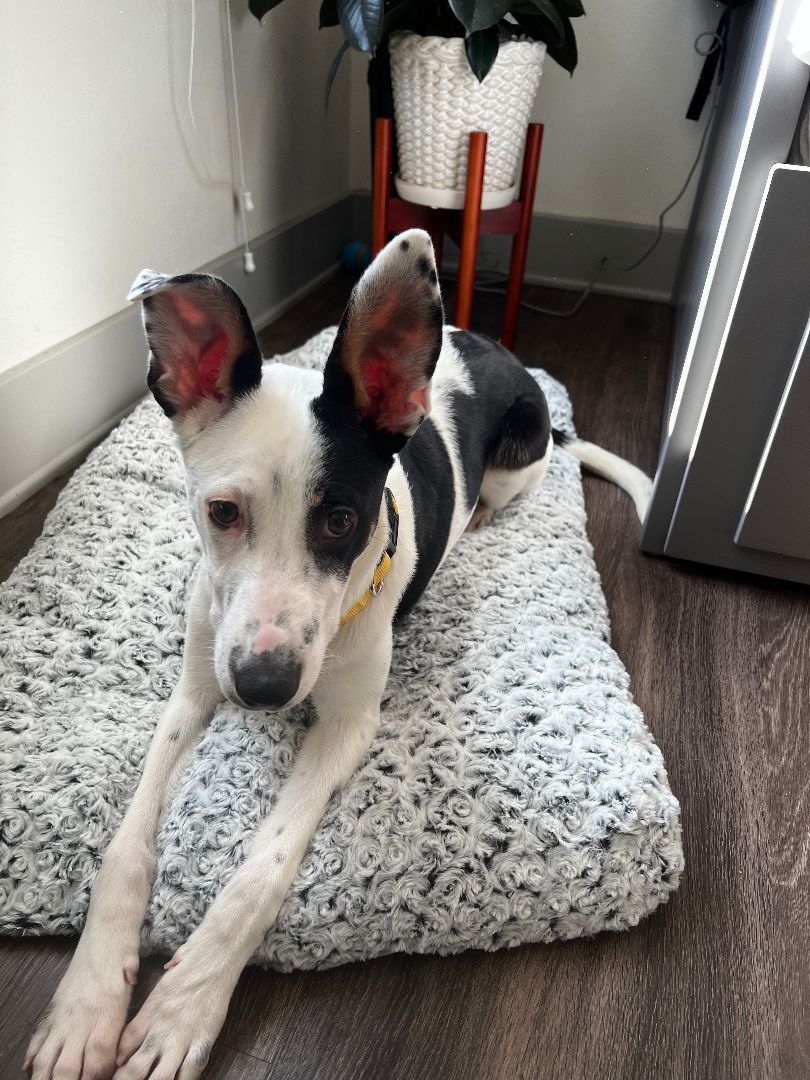 Lani, a Adoptable mixed breed in Broomfield, CO image 5/12