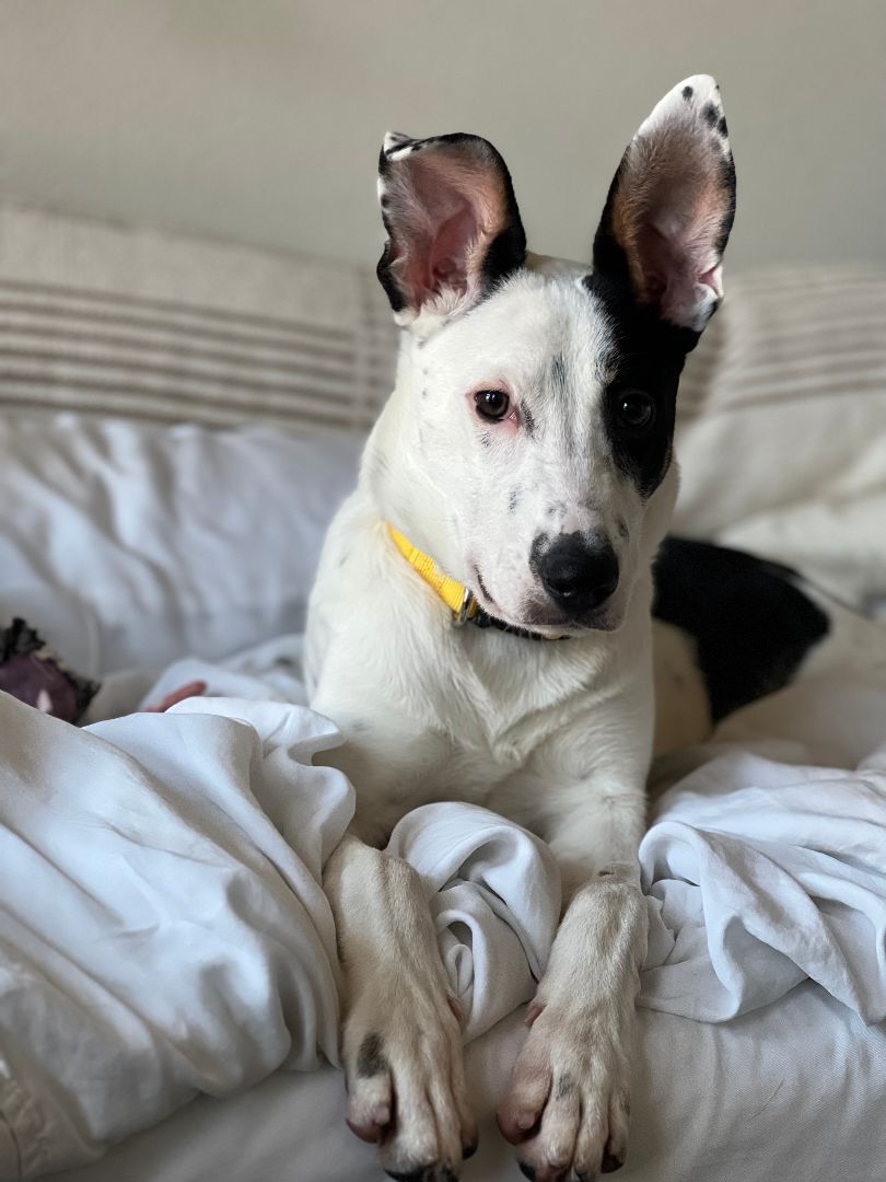 Lani, a Adoptable mixed breed in Broomfield, CO image 6/12