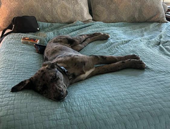 Enlarge Waffles aka Olive, an adopted mixed breed in Eutawville, SC image 2/4