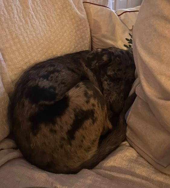 Enlarge Waffles aka Olive, an adopted mixed breed in Eutawville, SC image 4/4