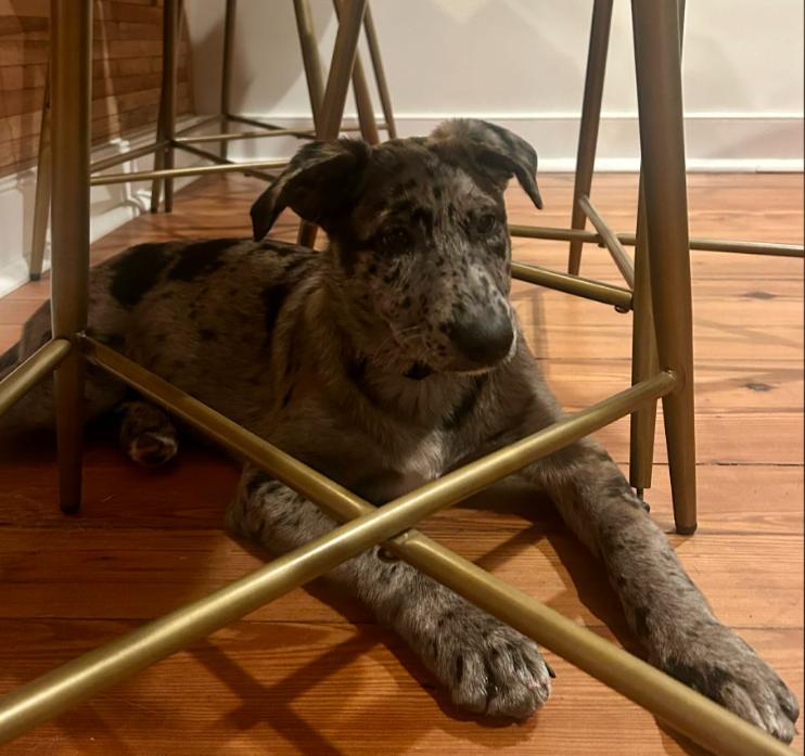 Enlarge Waffles aka Olive, an adopted mixed breed in Eutawville, SC image 3/4