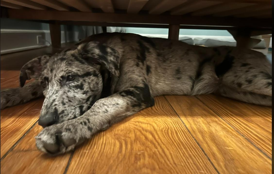 Enlarge Waffles aka Olive, an adopted mixed breed in Eutawville, SC image 1/4