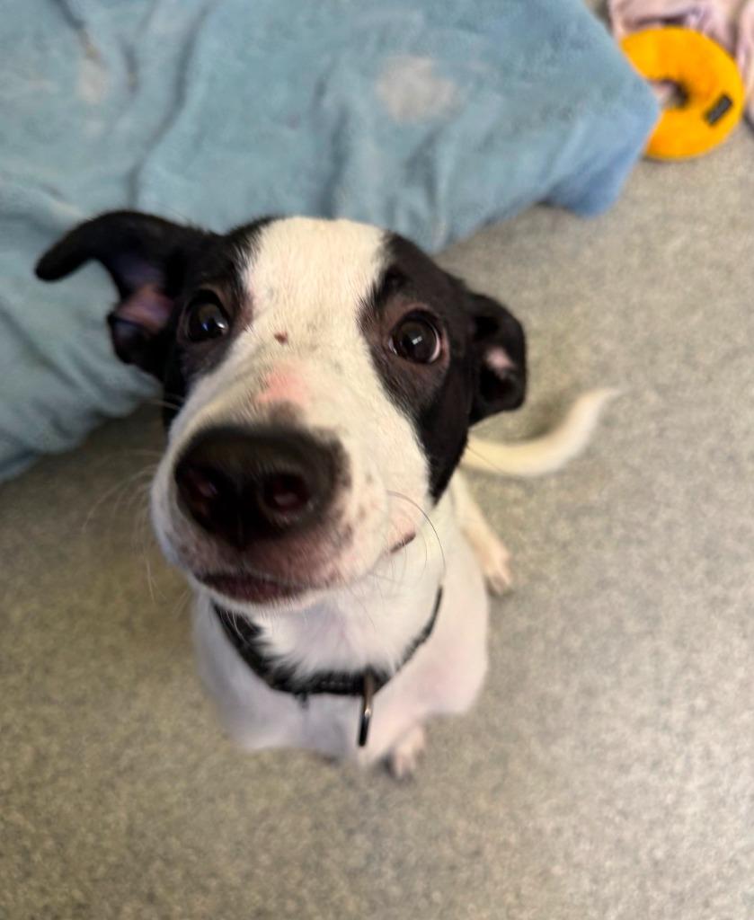 Vinita Black collar, Adoptable, Puppy Female Terrier.