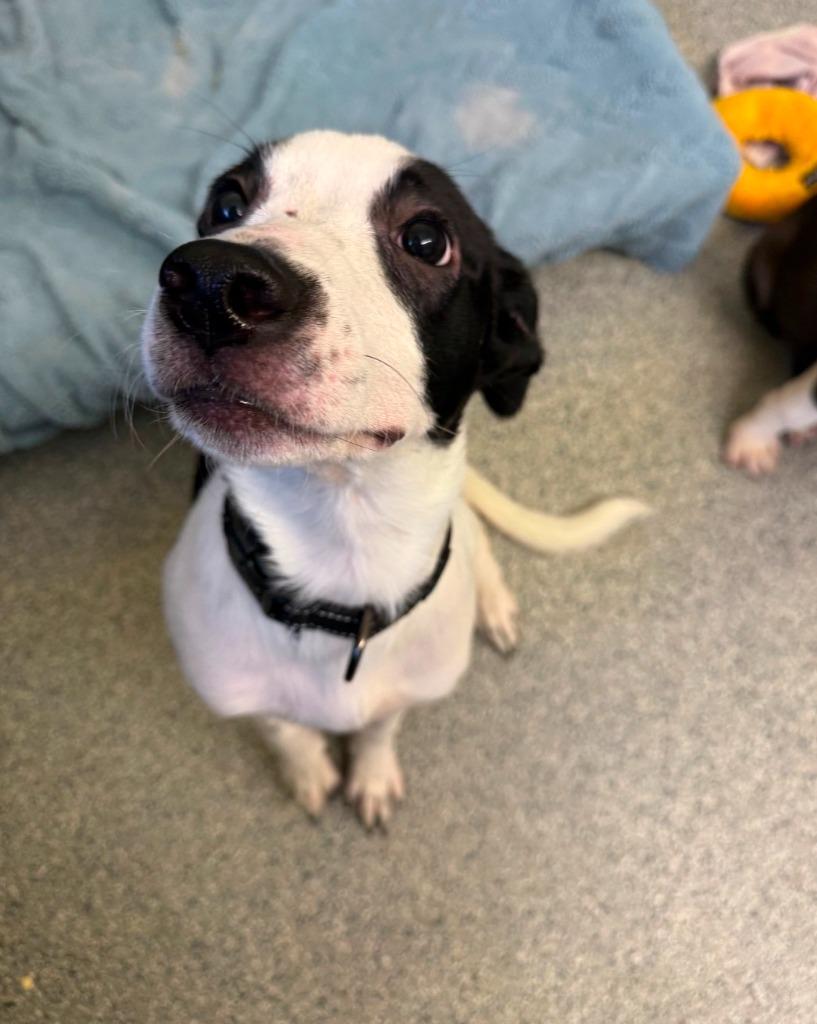 Enlarge Vinita Black collar, a Adoptable Terrier in Syracuse, IN image 2/3