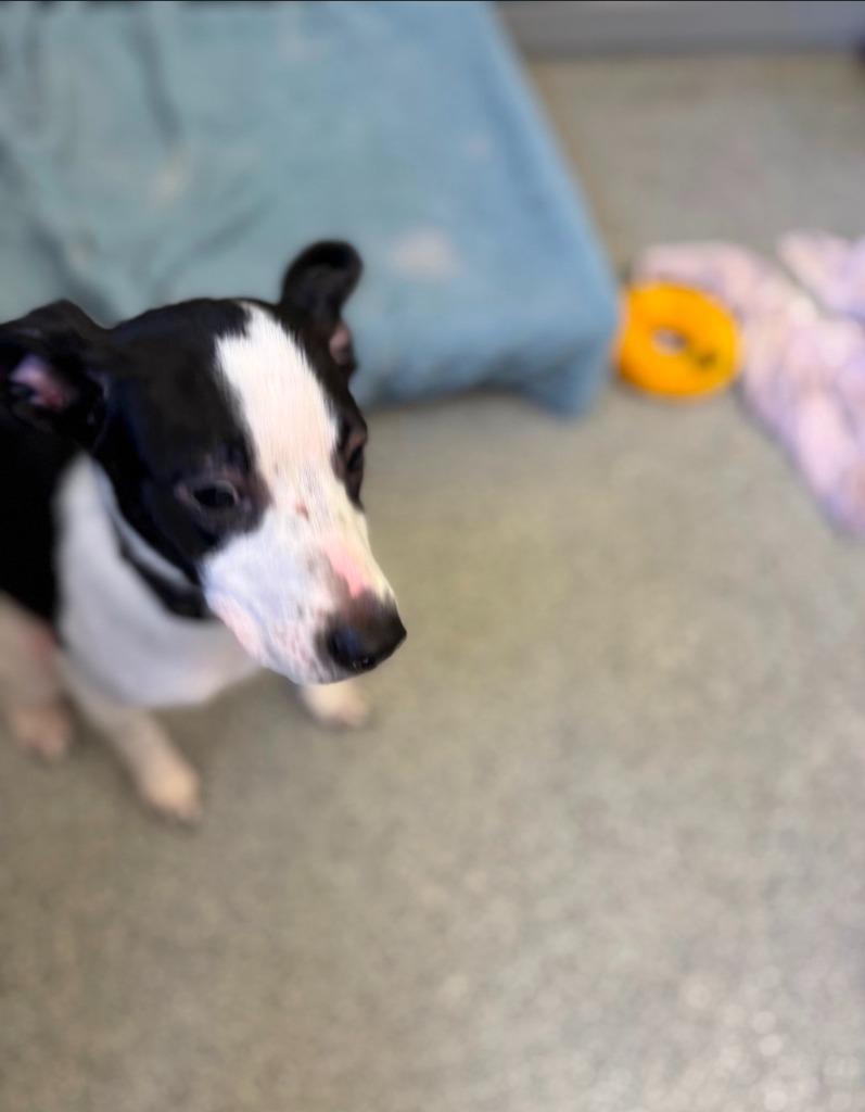 Enlarge Vinita Black collar, a Adoptable Terrier in Syracuse, IN image 3/3