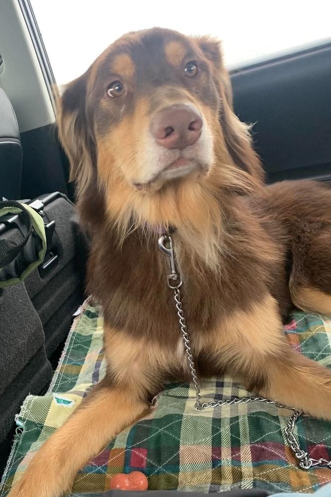 1166 Buddy, a Adoptable Australian Shepherd in Ringwood, IL image 1/6