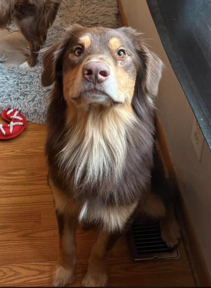 1166 Buddy, a Adoptable Australian Shepherd in Ringwood, IL image 2/6