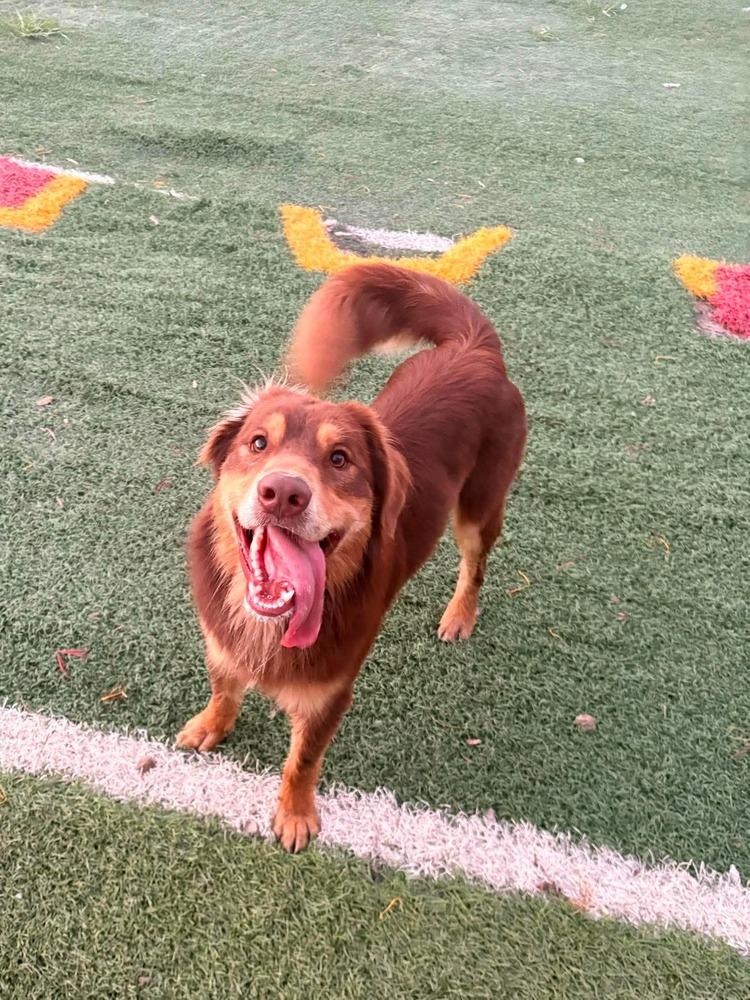 1166 Buddy, a Adoptable Australian Shepherd in Ringwood, IL image 3/6