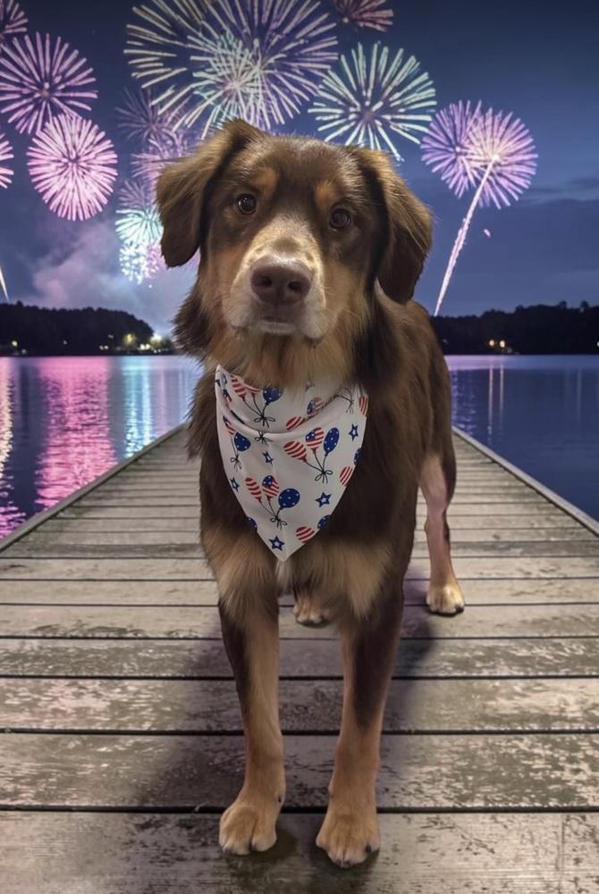 1166 Buddy, a Adoptable Australian Shepherd in Ringwood, IL image 4/6