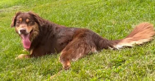 1166 Buddy, a Adoptable Australian Shepherd in Ringwood, IL image 5/6