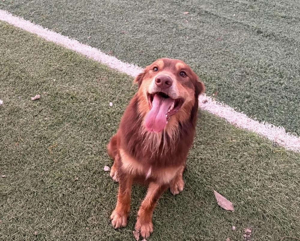 1166 Buddy, a Adoptable Australian Shepherd in Ringwood, IL image 6/6