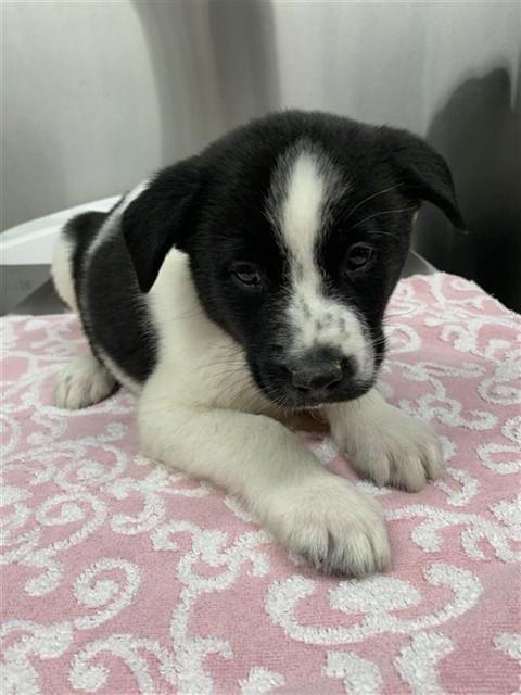 Enlarge TINY TIM, a Adoptable mixed breed in Fairbanks, AK image 1/1