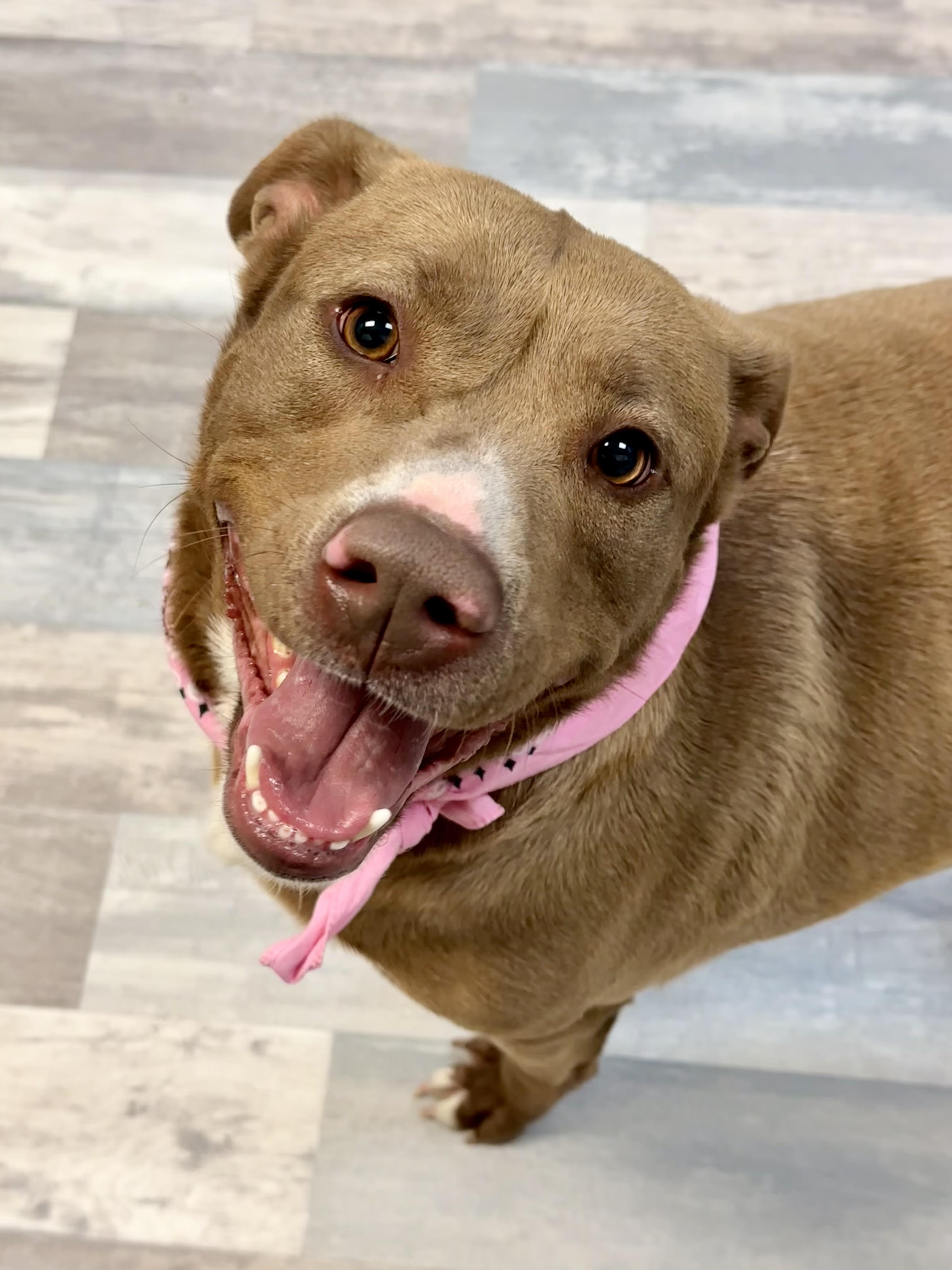 Dolly, Adult Female Labrador Retriever