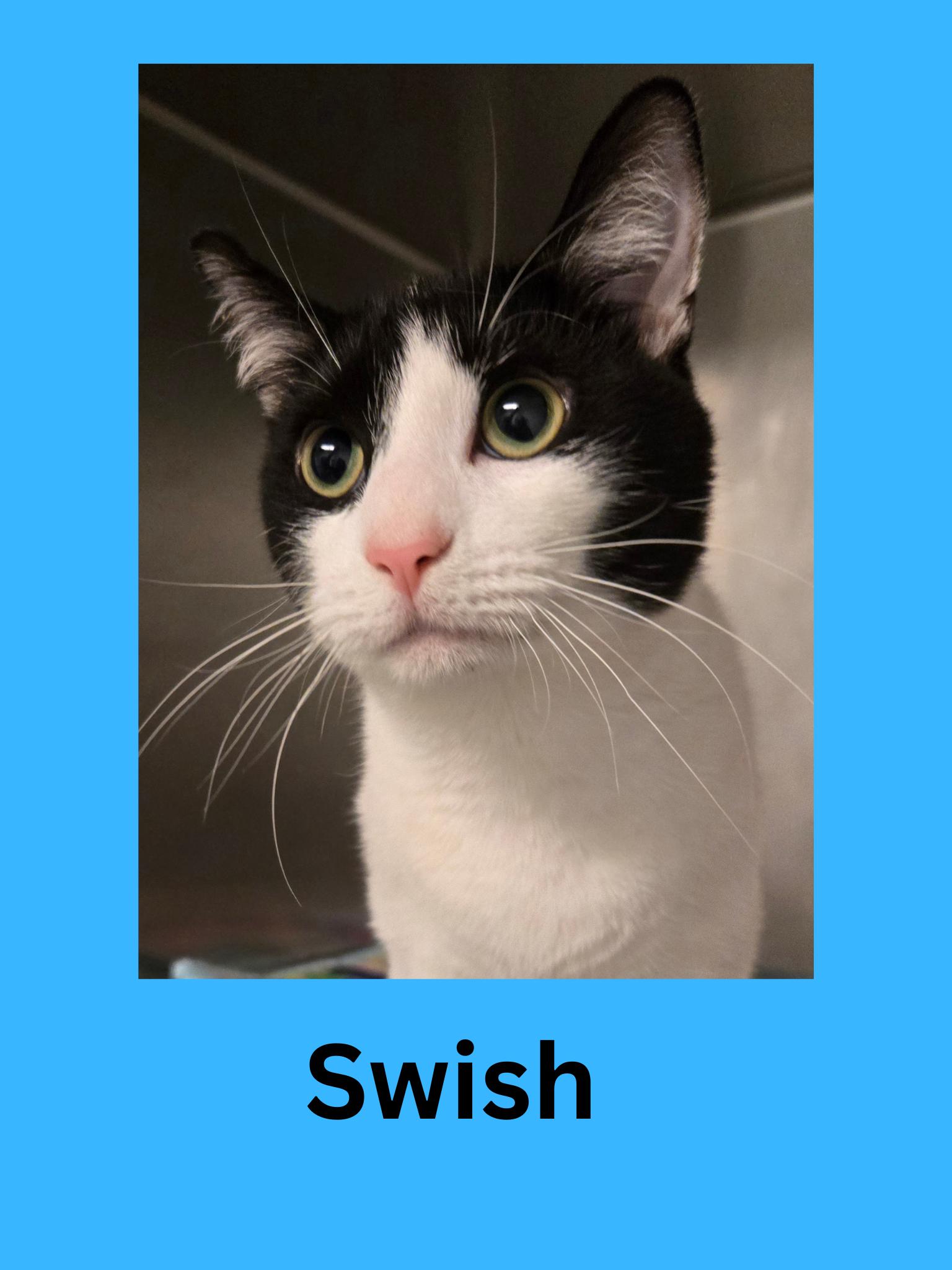 Enlarge Swish, a Adoptable Domestic Short Hair in Ravenna, OH image 1/1