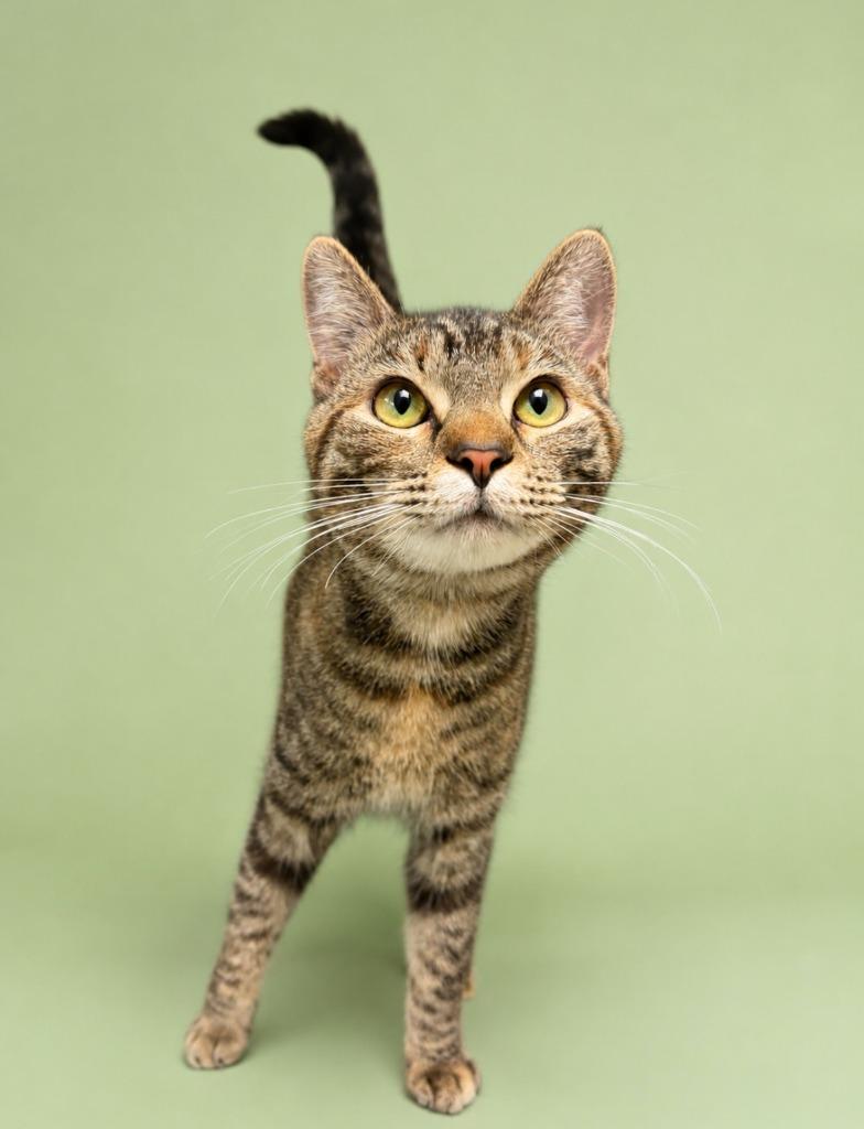 Samba, a Adoptable mixed breed in Rock Springs, WY image 2/2